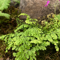 Adiantum venustum